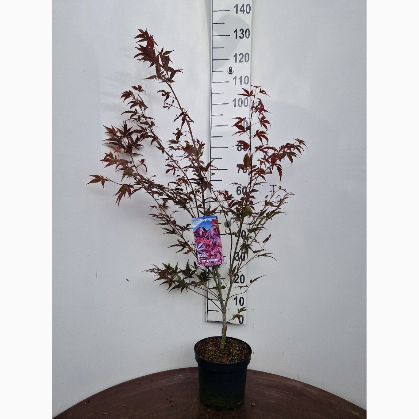 Japansk lönn – Acer pal. 'Atropurpureum' - C5 60-80 CM